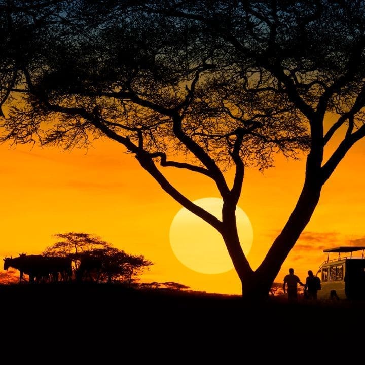 Safari nocturno en el Serengeti