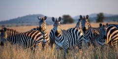 Slide 4 Safaris